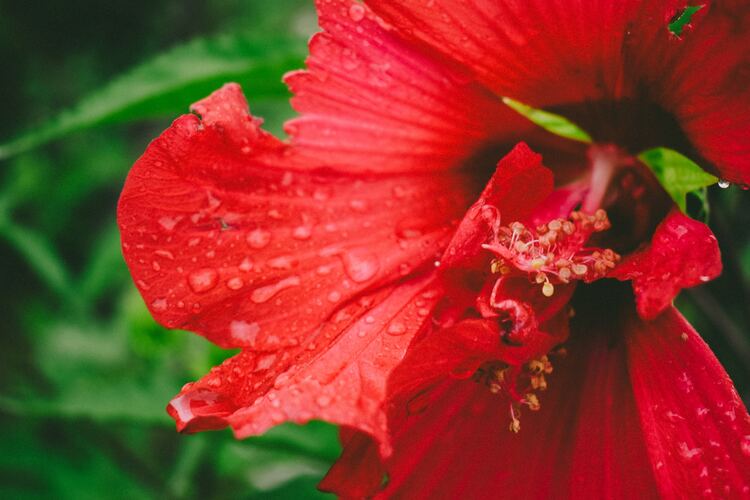 What does hibiscus tea taste like