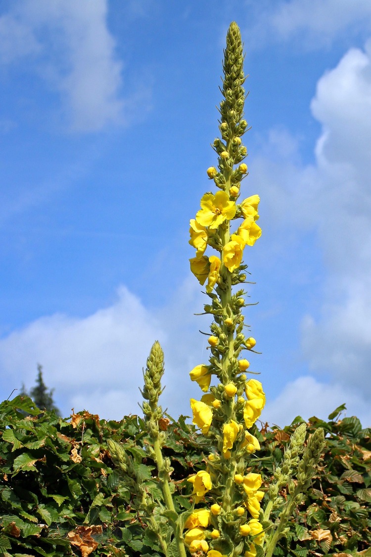 What Does Mullein Tea Taste Like? An Earthy Herbal Brew - Coffee & Tea ...