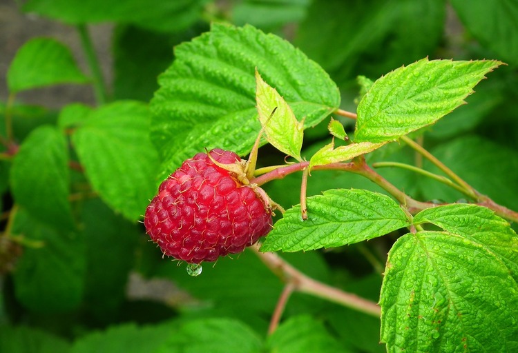 What does raspberry leaf tea taste like?