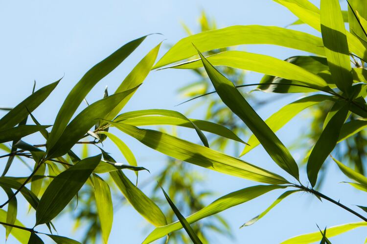 Bamboo Leaf Tea