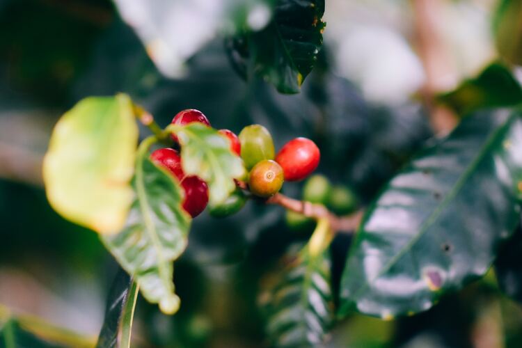 Coffee Growing Regions