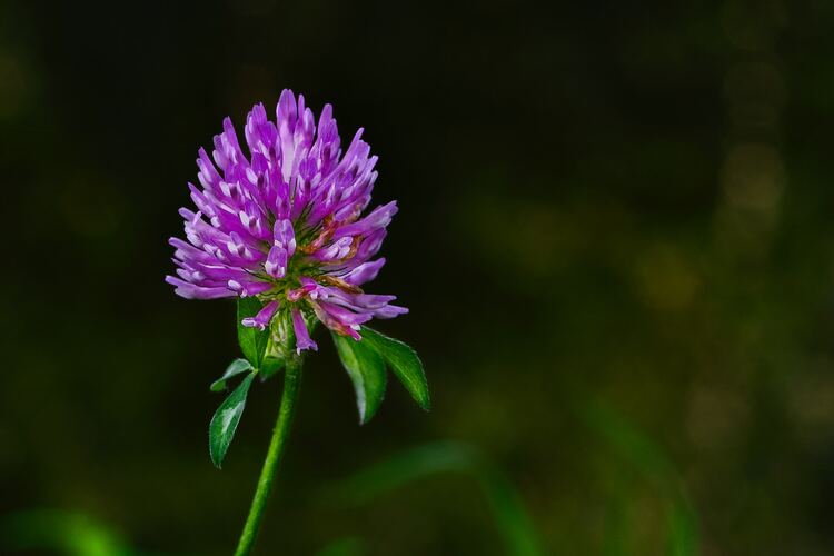 What Does red clover tea Taste Like?