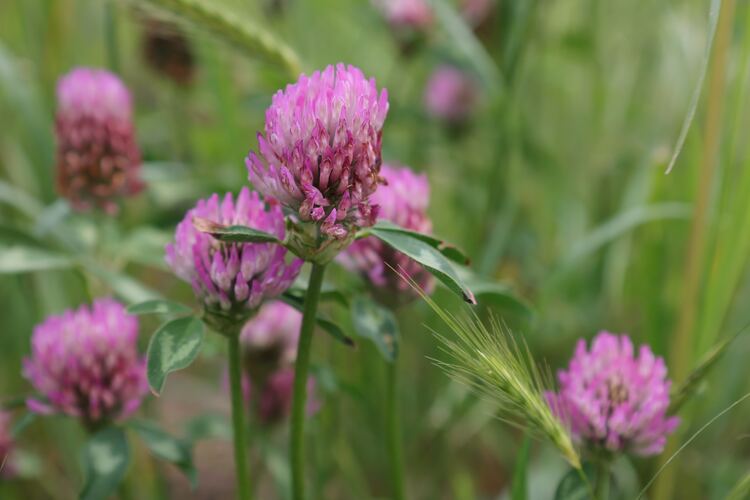 What Does red clover tea Taste Like?