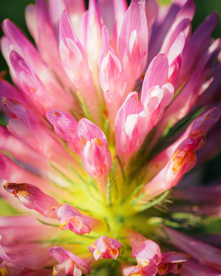 What Does red clover tea Taste Like?