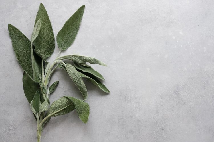 What Does Sage Tea Taste Like?