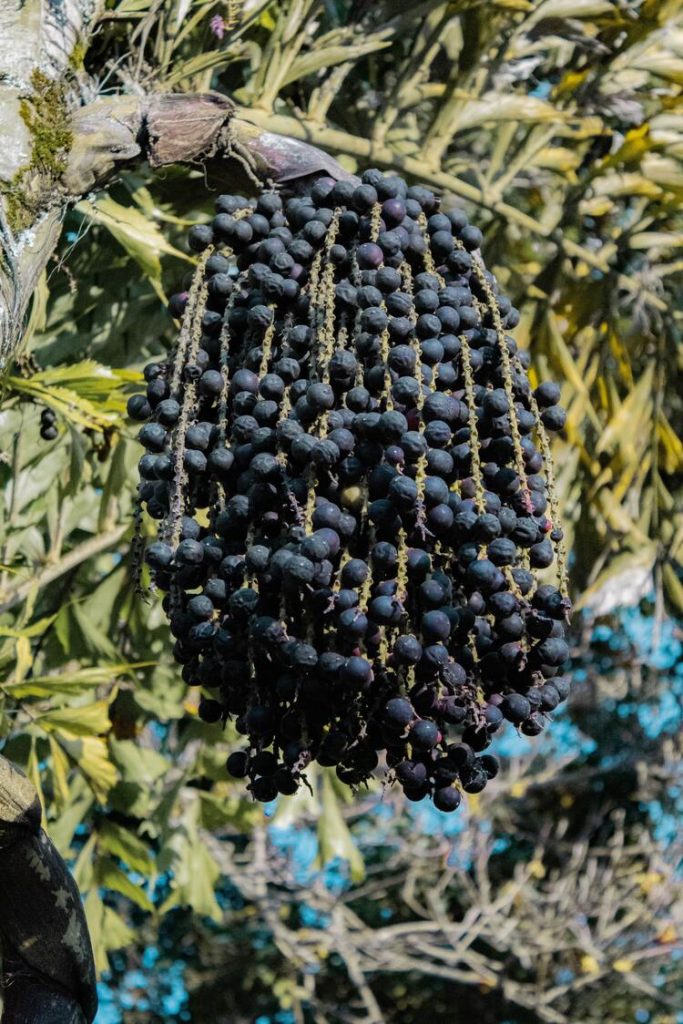 Acai Latte, Acai berries on a tree