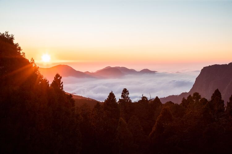 Alishan Oolong Tea