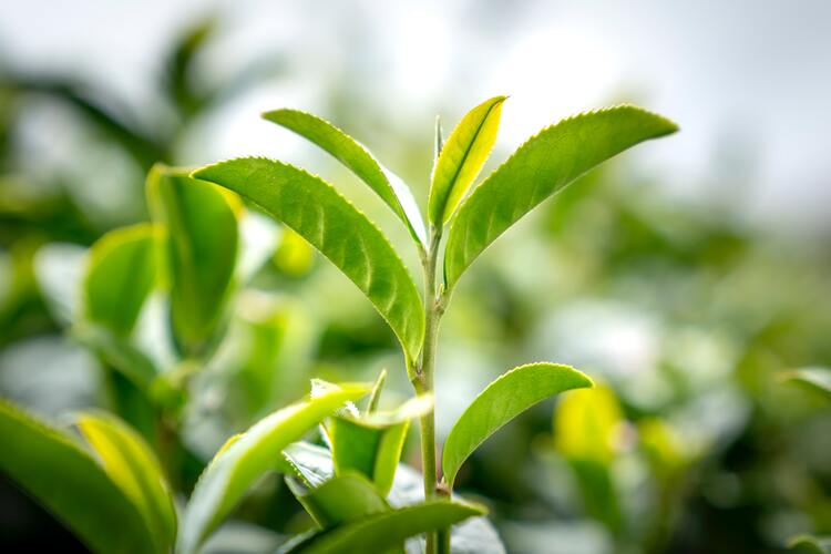 Bai Ji Guan tea