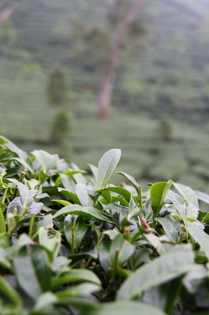 Jin Xuan Tea, Milk Oolong