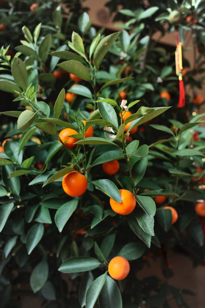 Kumquat tea, kumquats in tree