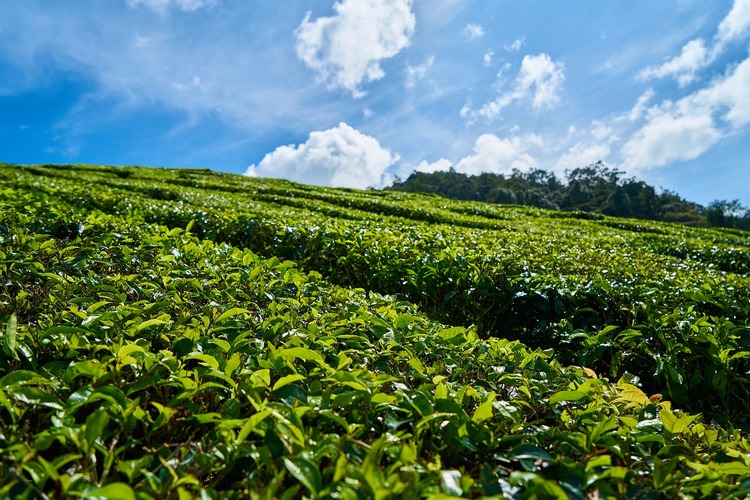 Lishan Oolong Tea