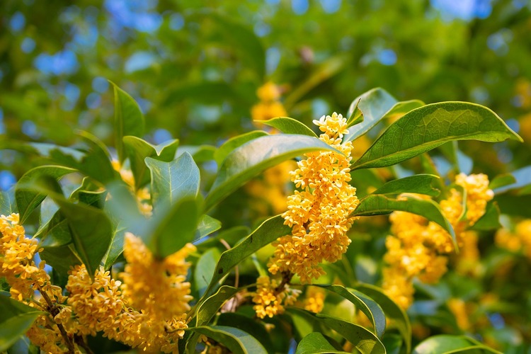 Osmanthus oolong tea