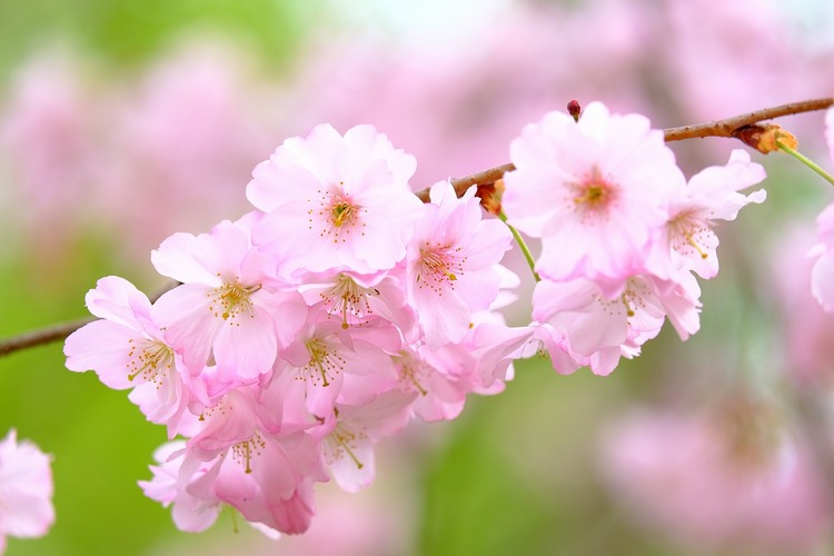 Sakura Strawberry Latte