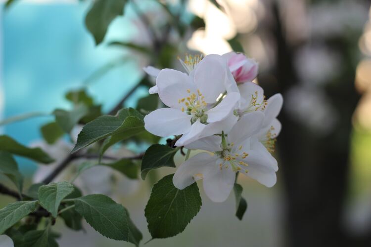 Apple flower tree, apple blossom tea