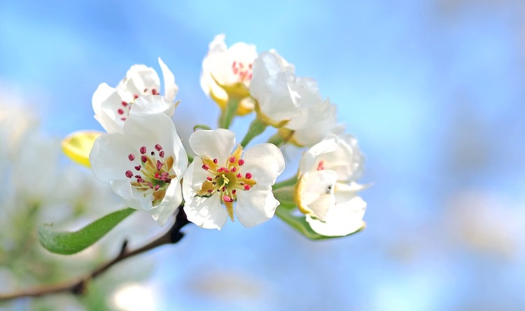 Apple flower tree, apple blossom tea