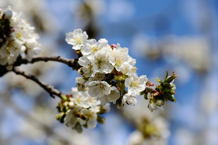 Apple flower tree, apple blossom tea