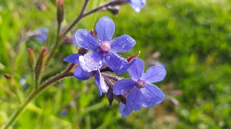 Blue mallow tea