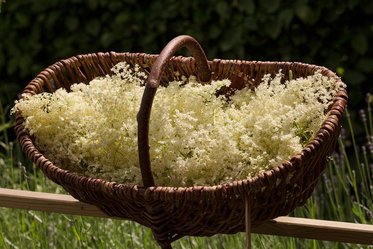 Elderflower Tea