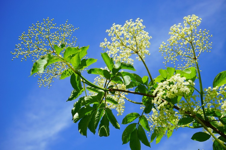 What Does Elderflower Taste Like?