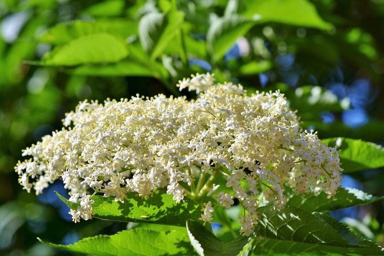 What does elderflower taste like?