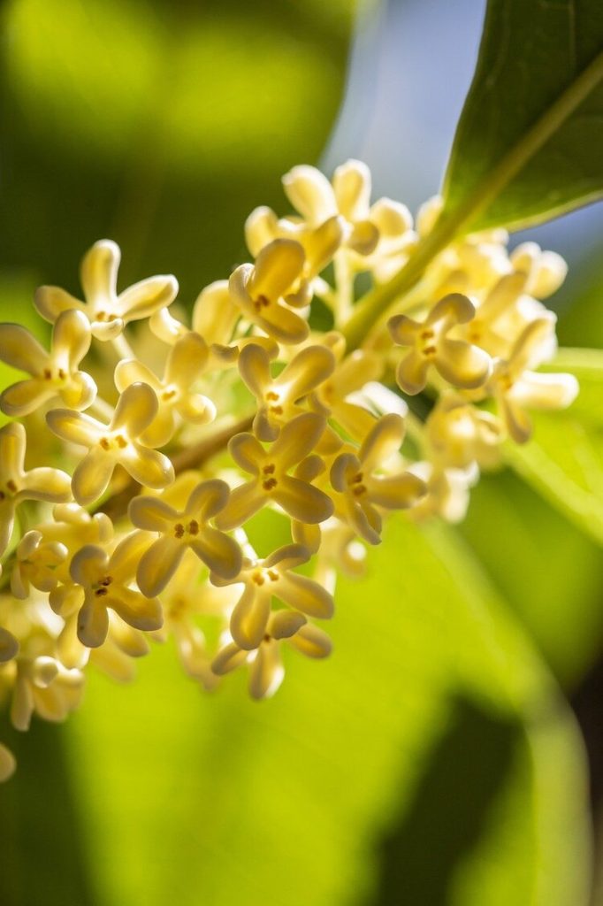 Osmanthus green tea