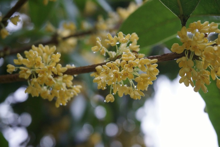 Osmanthus Green Tea