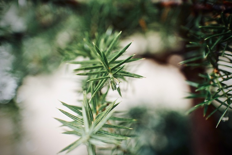 What does pine needle tea taste like? 