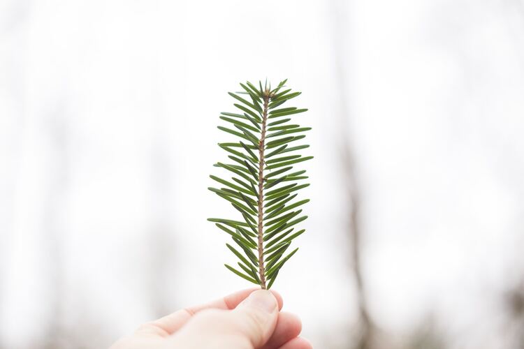 What Does Pine Needle Tea Taste Like?