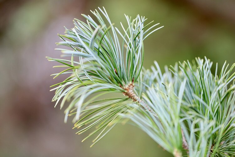 What does pine needle tea taste like? 