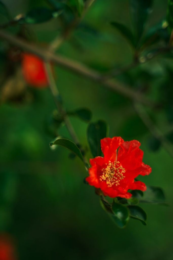 Pomegranate flower tea