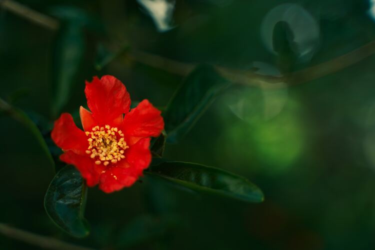 Pomegranate flower tea