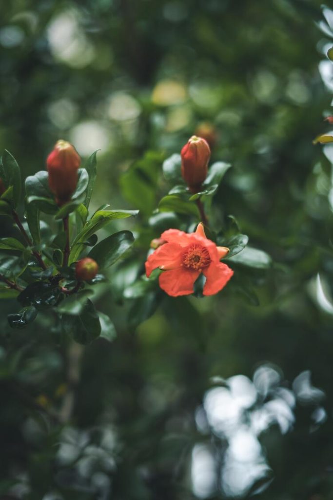 Pomegranate flower tea