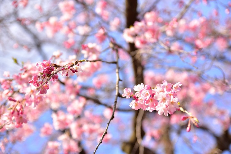 Sakura Matcha