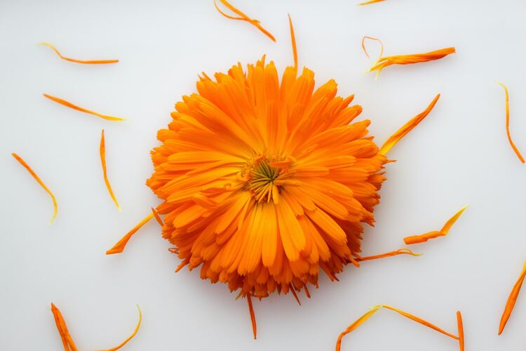 Calendula Tea Recipe