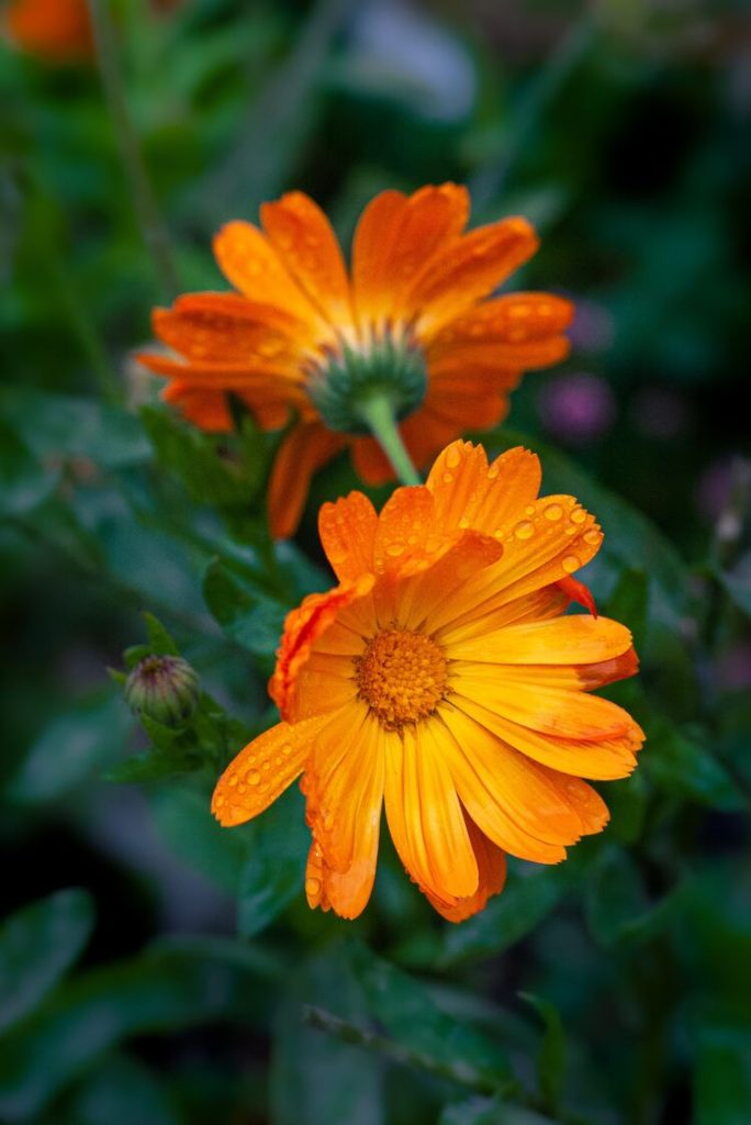 Calendula Tea Recipe