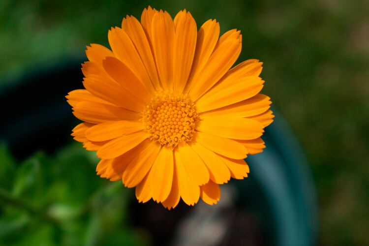 Calendula Tea Recipe: Simple Steps for a Soothing Brew - Coffee & Tea ...