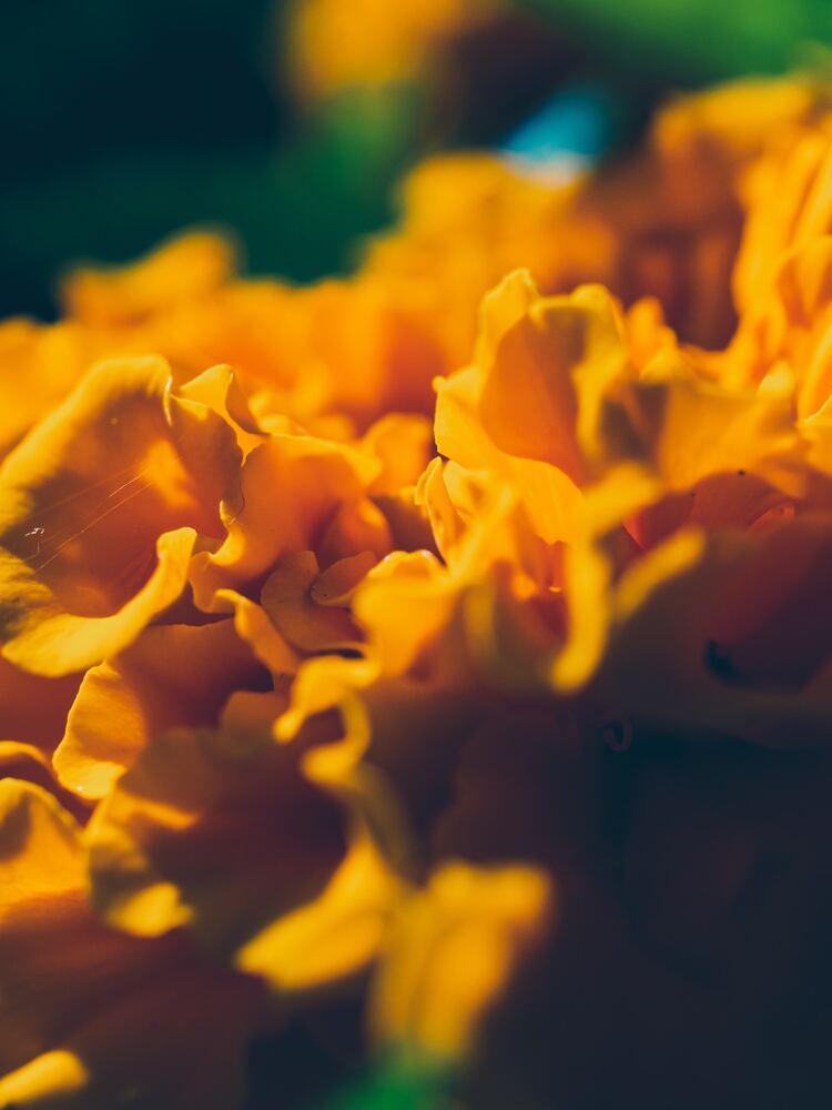 Types of flower tea