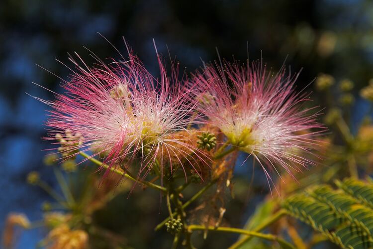 Albizia flower tea