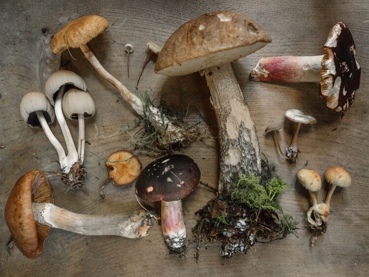 Best Mushroom Teas