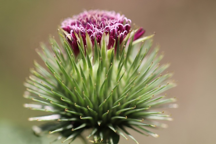 What does burdock root tea taste like?