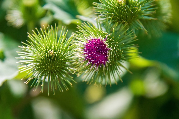 What does burdock root tea taste like?