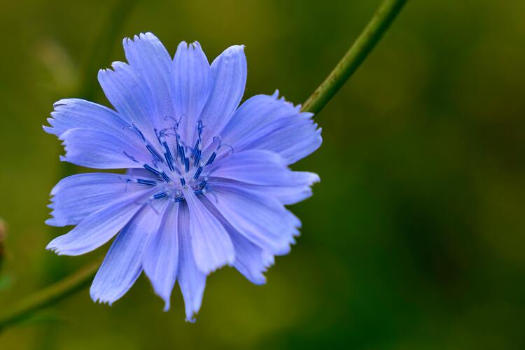 Chicory root tea