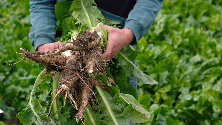 Chicory root tea