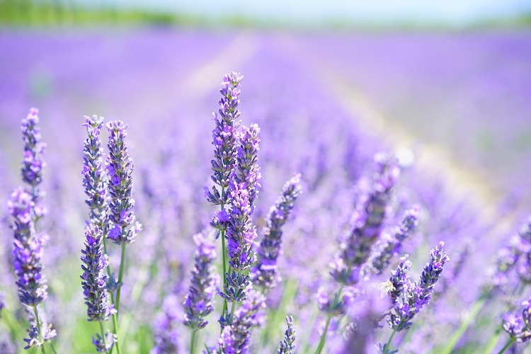 Earl Grey Lavender Tea