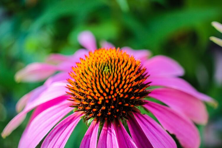 How to make echinacea tea