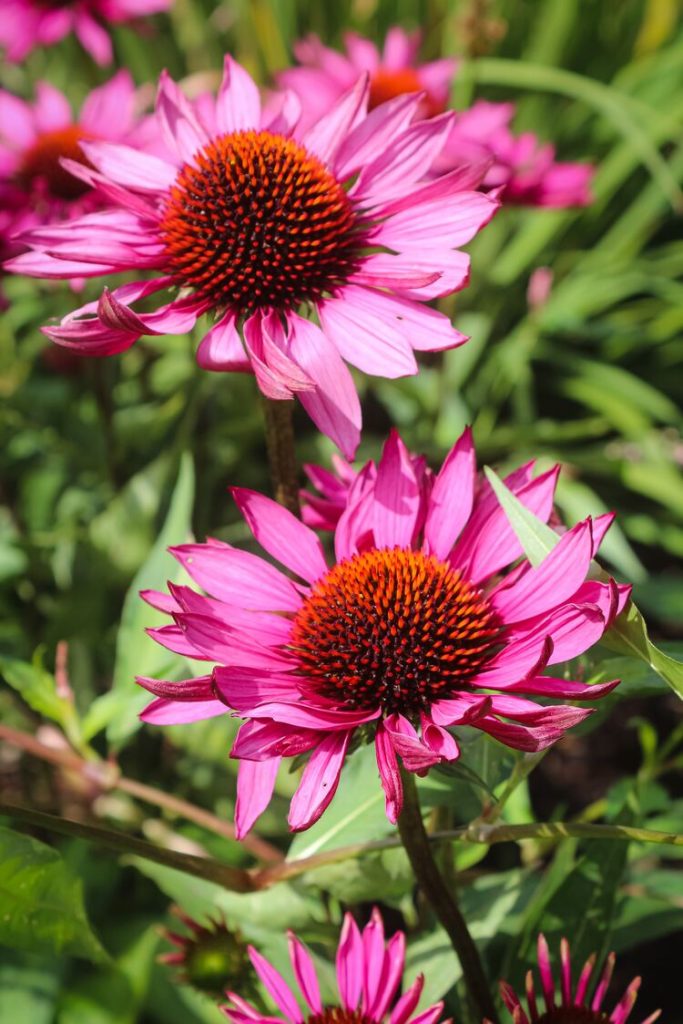 How to make echinacea tea