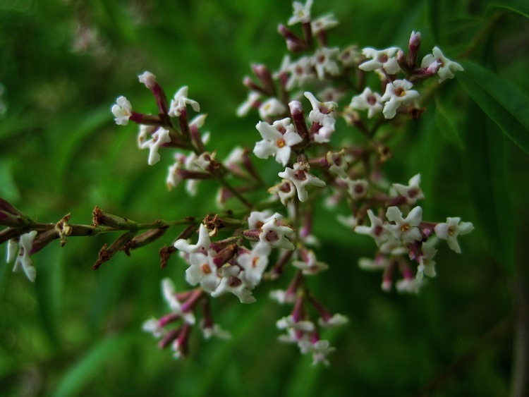 Lemon Verbena Tea