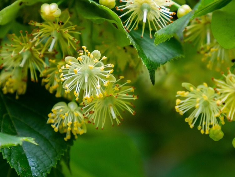 Lime flower tea