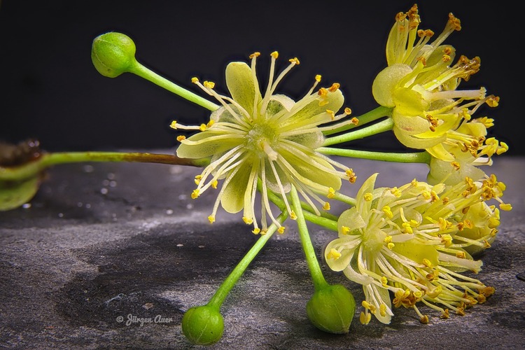 Lime Flower Tea