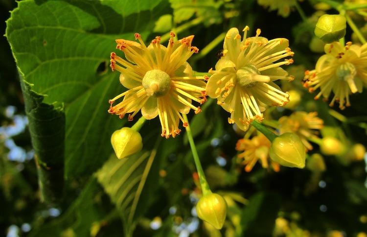 Lime flower tea